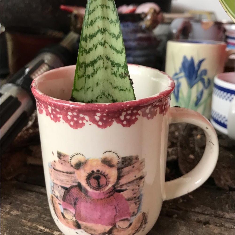 SOLD**SOLD Vintage Teddy Bear mug planter/x2 Cuttings 🪴